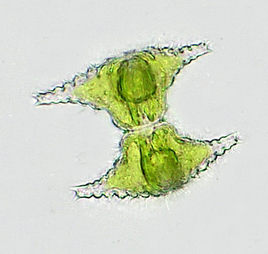 Staurastrum manfeldtii